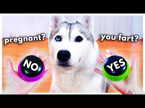 Dog Answers Fan Questions Using Talking Buttons! (Part 5)