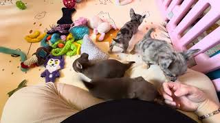 Video preview image #16 Chihuahua Puppy For Sale in CHARLESTON, AR, USA