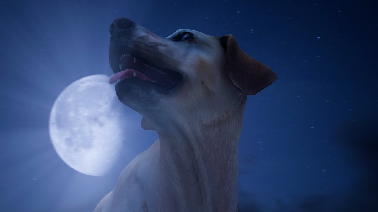 Rainbow Bridge Christmas Teaser