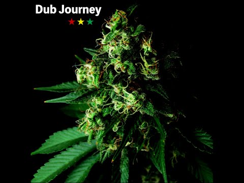 Dub Journey(Riddim & Remix feat.Trinity Lo Fi)
