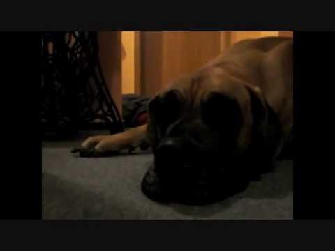 Murphy - zu nichts zu gebrauchen