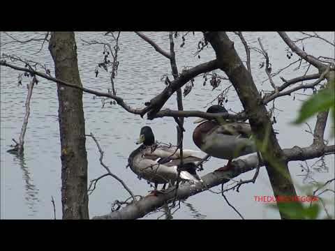 GERMANI REALI SUL RAMO E IN ACQUA NEL LAGO DI GIURDAN A BOVES.  (CN) LUN. 1- 6 - 2020.