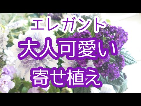 園芸 ヘリオトロープ