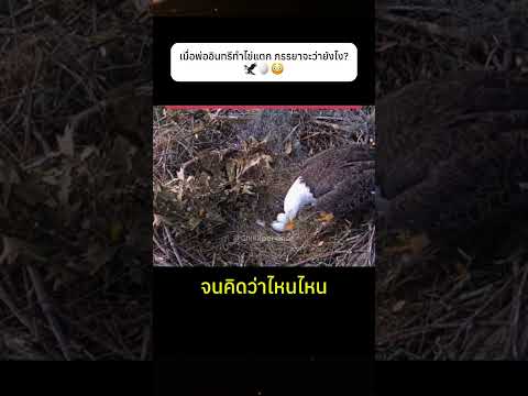 เมื่อพ่ออินทรีทำไข่แตก ภรรยาจะว่ายังไง 🦅🥚😳#eagle #interesting #knowledge
