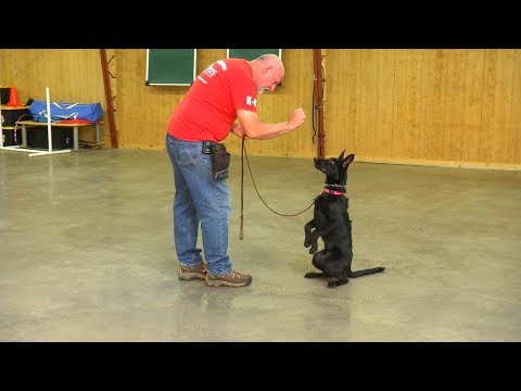 Changing Your Dog's Name For Better Or Worse? Master...