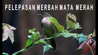 Download lagu RILIS BURUNG MATA MERAH ASIA || RILIS BURUNG MATA MERAH mp3 Download lagu RILIS BURUNG MATA MERAH ASIA || RILIS BURUNG MATA MERAH mp3