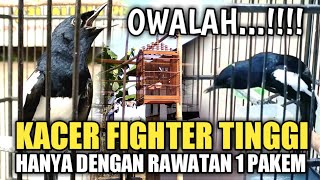 Download lagu KACER FIGHTER TINGGI!!! GIMANA CARA MERAWATNYA??? - Saluran Mbagong | Dr Kacer | Ingin Barak mp3 Download lagu KACER FIGHTER TINGGI!!! GIMANA CARA MERAWATNYA??? - Saluran Mbagong | Dr Kacer | Ingin Barak mp3
