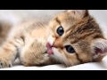 Самые лучшие русские минусовки для авто 2015 