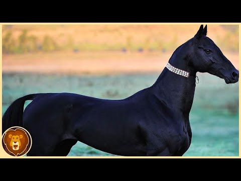 The 10 most expensive horses of all time