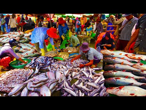 Early Morning Fish Market - Many Live Fish,​ Fresh Shrimp Squid at Chbar Ampov Market, Food Rural TV