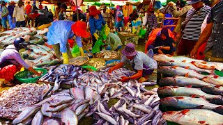 Early Morning Fish Market - Many Live Fish,​ Fresh Shrimp Squid at Chbar Ampov Market, Food Rural TV