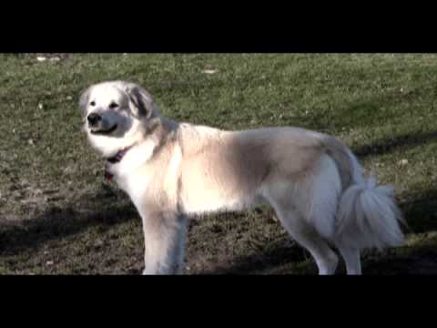 Marley in NJ - adopted, an adopted Great Pyrenees Mix in Sea Girt, NJ_image-1