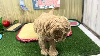 ハーフ犬の動画01