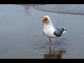 One Gulp Pizza Seagull Steals My Pizza And Swallows A Whole Piece In One Shot Fat And Happy