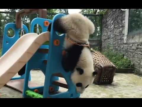 Panda cub has his own way of playing with a basketball hoop