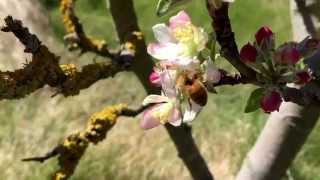 preview picture of video 'Busy bee on the apple tree'