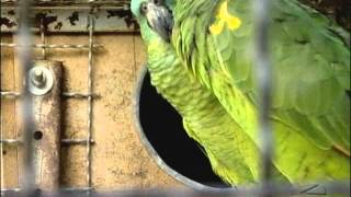 Falta de Licença - Via Legal