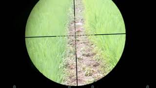 Download lagu Terjebak hujan di tengah sawah mp3