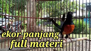 Download lagu murai batu ekor panjang gacor || materi mewah bikin emosi lawan mp3 Download lagu murai batu ekor panjang gacor || materi mewah bikin emosi lawan mp3
