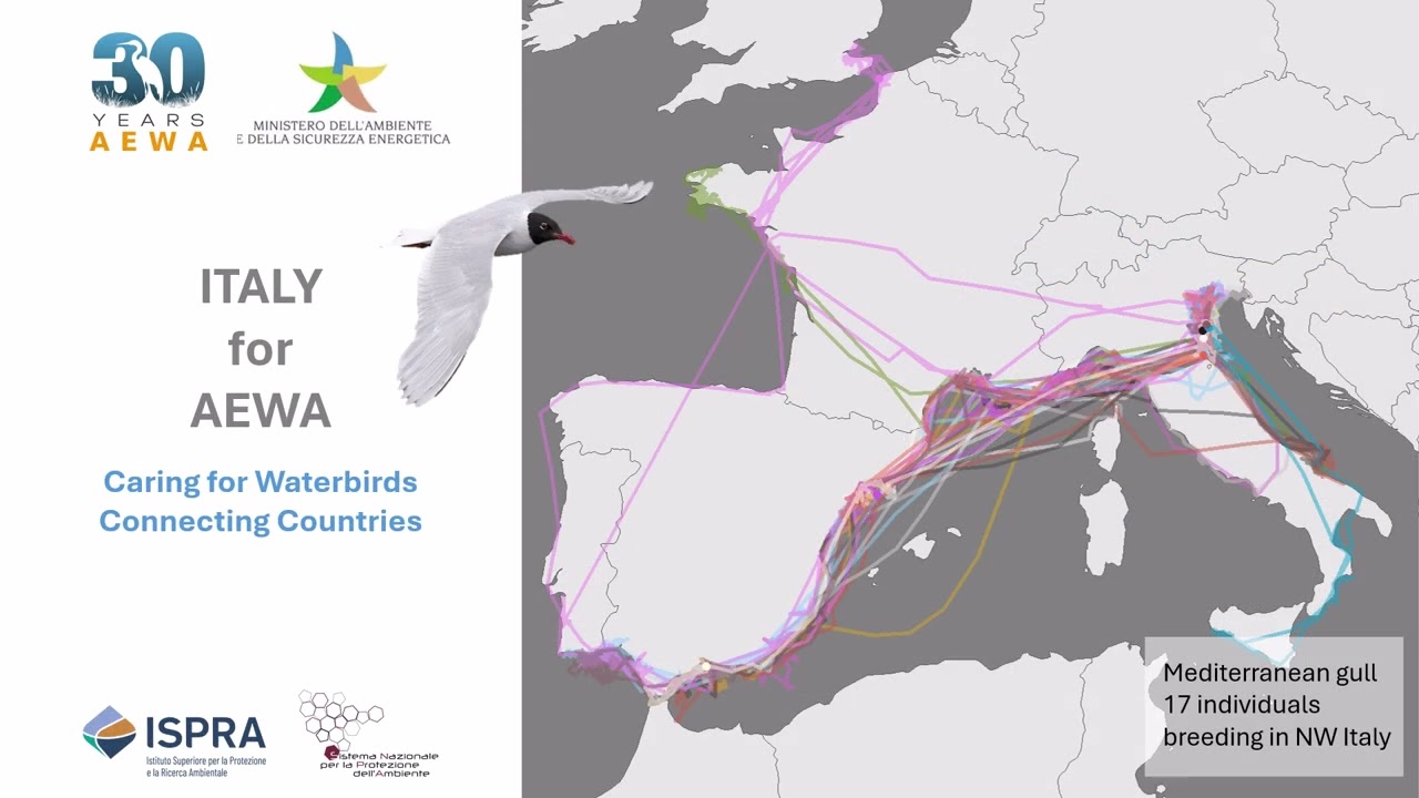 30 years of AEWA – Italy for AEWA implementation