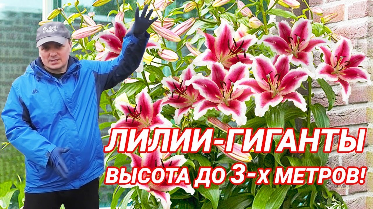 Лилии Гиганты! Посадка и выращивание!