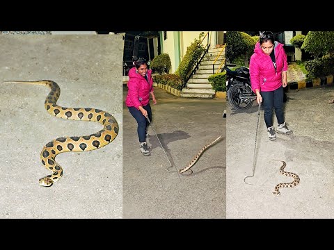 😱😱कसा सेकंदा मध्ये चावतोय पाहा हा साप🐍 😳