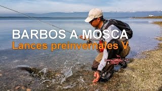 Barbos a mosca - Lances preinvernales V
