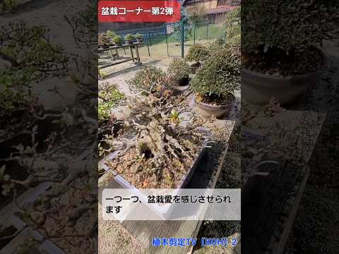 2月にクレマチスを剪定する低木はどれですか