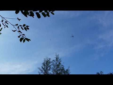 Green Darner Migration 1 (magic!)
