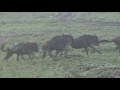 Running Wildebeest