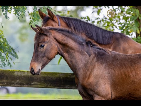 SOLD: Stallion 2021 - Feinrich x Andretti x Gribaldi