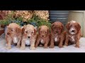 Cavapoo dogs for sale: Maverick  - Video 1