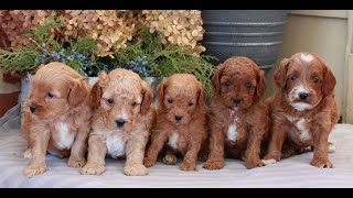 Video preview image #1 Cavapoo (Miniature) Puppy For Sale in NARVON, PA, USA