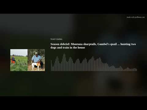 Season debrief: Montana sharptails, Gambel's quail ... hunting two dogs and train in the house