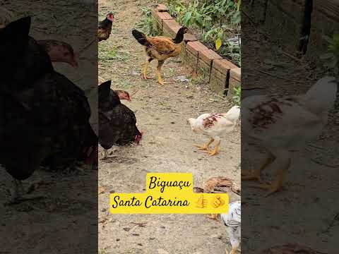 Biguaçu Santa Catarina 👍🫵