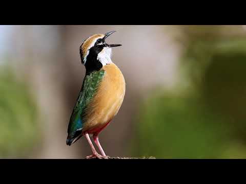 download lagu mp3 mp4 Indian Pitta Call, download lagu Indian Pitta Call gratis, unduh video klip Indian Pitta Call