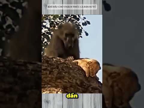 KHỈ ĐẦU CHÓ THÁCH THỨC CẢ ĐÀN SƯ TỬ