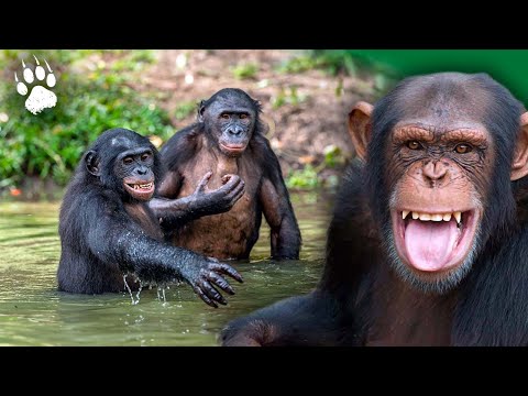 , title : 'La planète des chimpanzés - Leur dernier refuge sur Terre ? - Documentaire animalier - AMP'