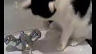 clever cat washing paws