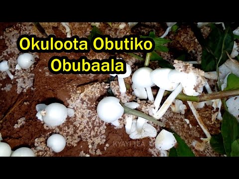 Okuloota Obutiko Obubaala Ebirooto Namakulu 2025