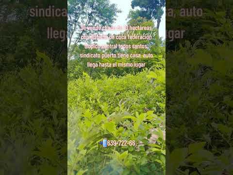 chaco en Villa Tunari #lotesenventa #ventacasa #chaco #tropico