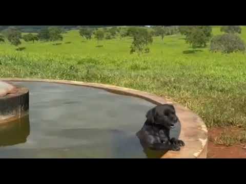 FAZENDA EM ITAPACI GO com 230 alqueires ou 1.113 hectares a 240 km de Goiânia 