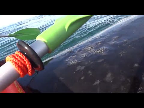 Kayak levantado por una ballena en Puerto Madryn