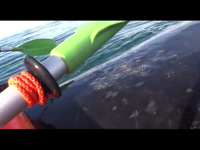 Kayak levantado por una ballena en Puerto Madryn