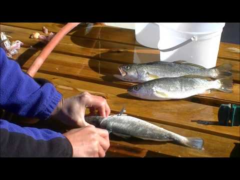 How To Fillet Sand Seatrout Quickly Without An Electric Knife