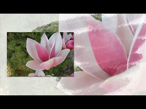 2025. Hungary-Gyál - Különböző virágú magnólia fák vagy tulipánfa