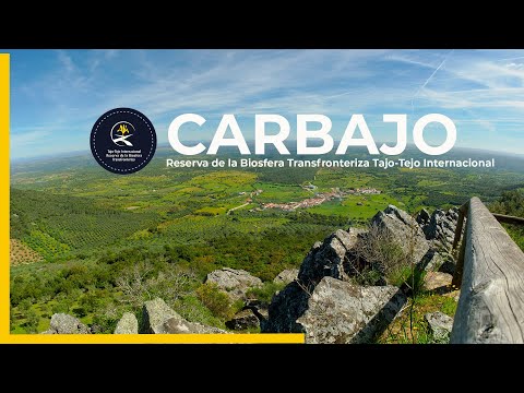 Carbajo en la Reserva de la Biosfera Tajo Internacional