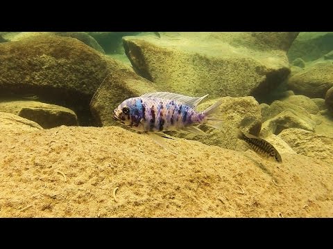 Maylandia zebra MCAT a Chizumulu Island