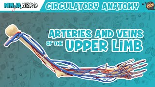 Circulatory System | Arteries &amp; Veins of the Upper Limb | Vascular Arm Model