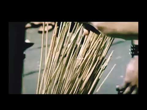 Matheus de Bezerra - Papagaio